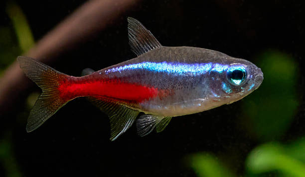istock Blue neon tetra fish in aquarium 1441638168