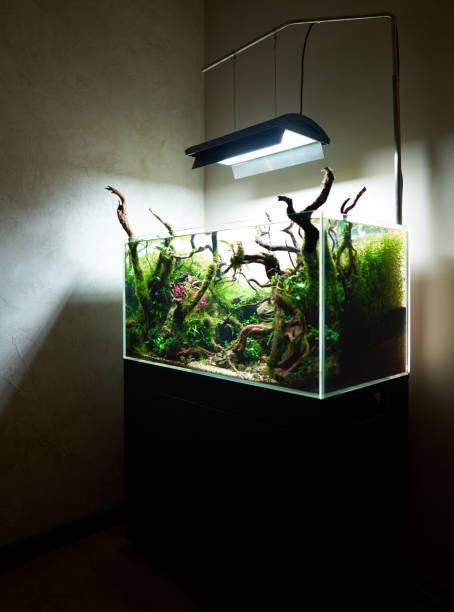 Beautiful freshwater aquascape with live aquarium plants Corner view of beautiful freshwater aquascape with live aquarium plants, Frodo stones, redmoor roots covered by java moss and a school of blue neon tetra fish. neon trident stock pictures, royalty-free photos & images