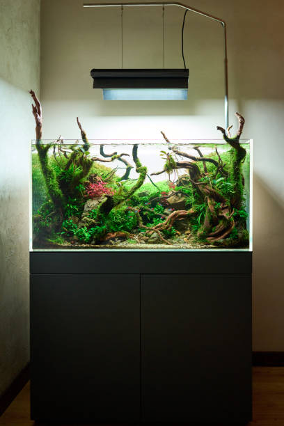 Beautiful freshwater aquascape with live aquarium plants Beautiful freshwater aquascape with live aquarium plants, Frodo stones, redmoor roots covered by java moss and a school of blue neon tetra fish. Vertical shot. neon trident stock pictures, royalty-free photos & images