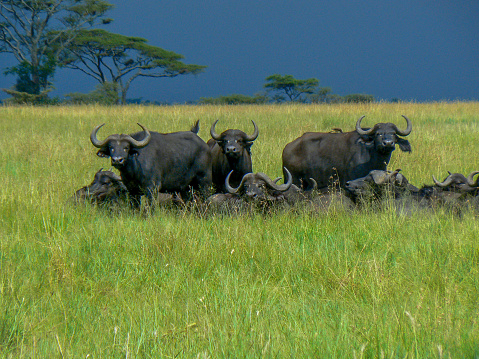 Water buffalos lyning in the grass