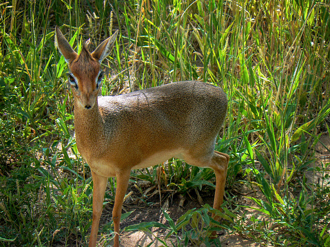 Close-up of a small african antelope
