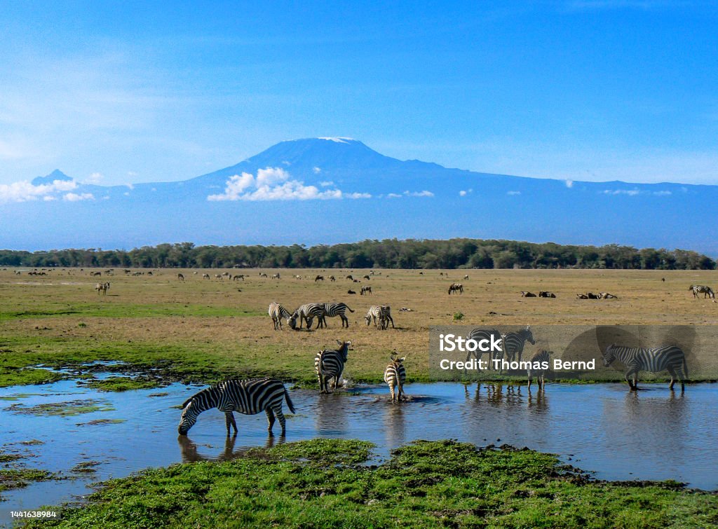 Herd of zebras at the Kilimanjaro Zebras at a small lake in front of snow covered mountain Kenya Stock Photo