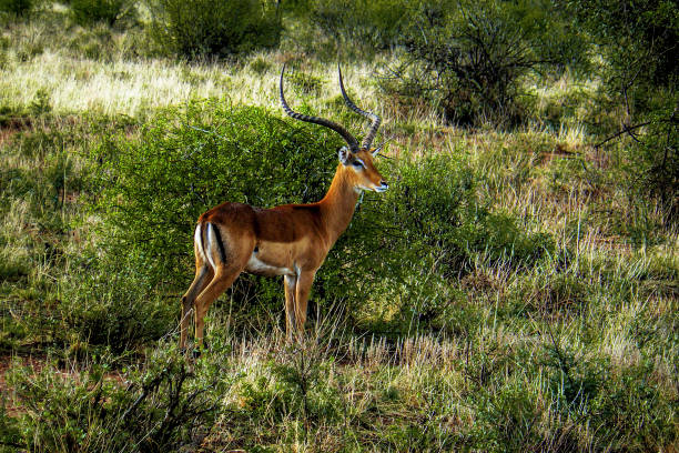 istock Impala in the savannah 1441639056