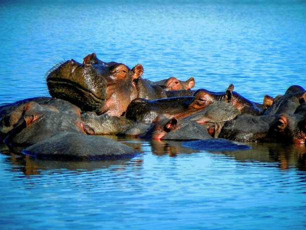 istock Herd of hippos in the water 1441639112