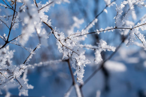 istock Rime on dead branches on a cold winter morning 1441640040