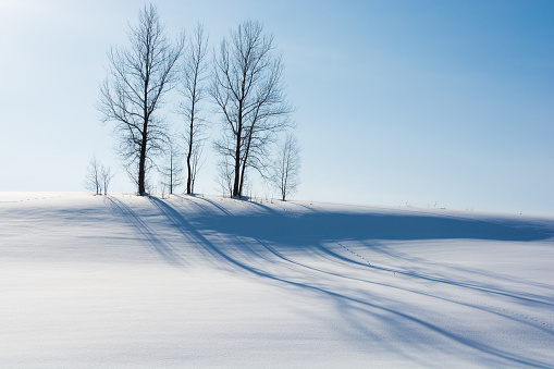 Winter groves on a snowy hill with the blue sky