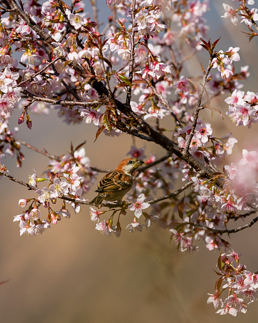 russet sparrow or Passer rutilans or cinnamon tree sparrow perched on pink flower of Prunus cerasoides wild Himalayan cherry and sour cherry tree at manila uttarakhand india asia