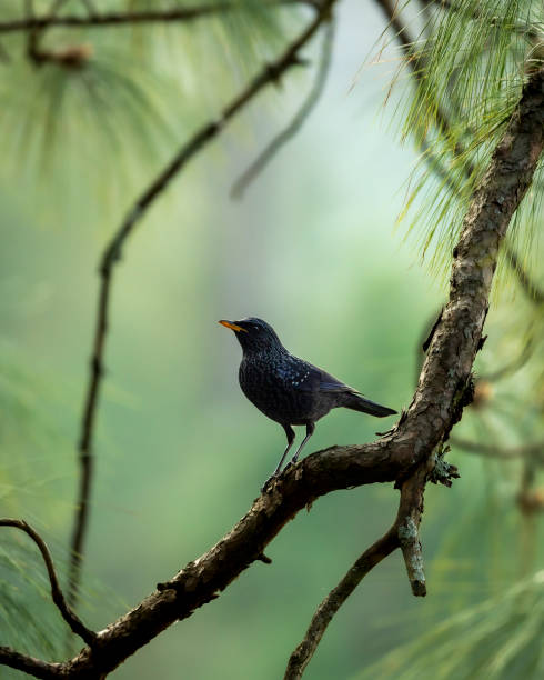 istock Blue whistling thrush or Myophonus caeruleus perched high on pine tree in natural scenic winter environment or background at foothills of himalaya uttarakhand india asia 1441641349