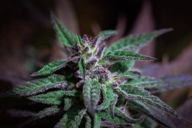 cannabispflanze natürliche unkrautknospe - flower purple macro bud stock-fotos und bilder