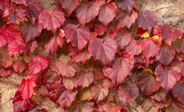 istock Burgundy leaves background. Bright red  leaves texture. 1441641572