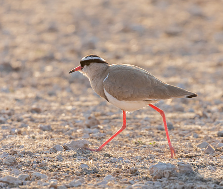 Three-banded plover. Charadrius tricollaris.