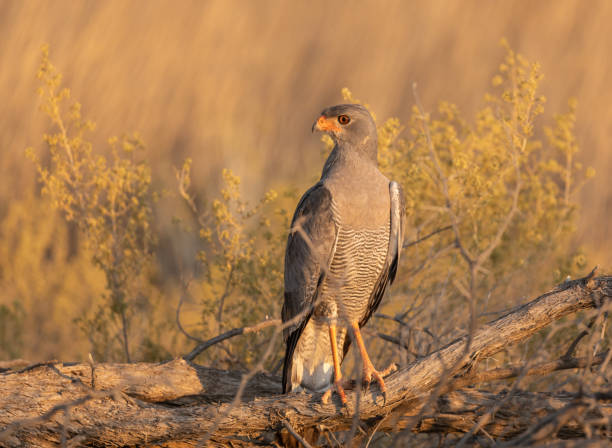 istock Southern pale chanting goshawk 1441644463
