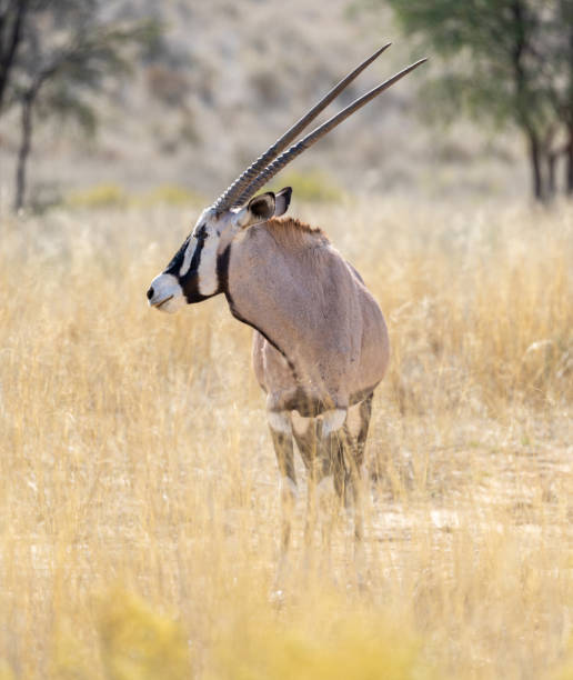 oryx - gemsbok antelope mammal nature stock-fotos und bilder