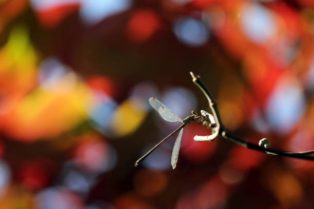 Common Spreadwing (Aoitotombo, Lestes sponsa) dragonfly, resting on a thin branch, with colorful autumn leaves texture background.