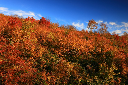 Hachimantai in autumn leaves