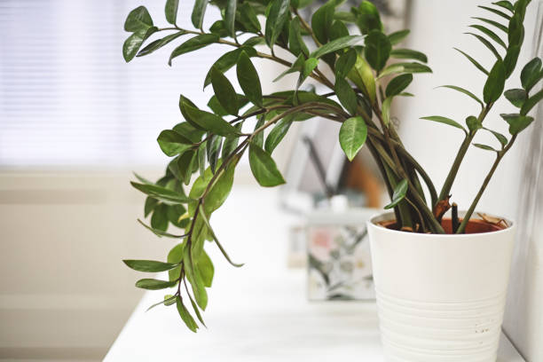 istock home interior with green home flowers and plants 1441648775