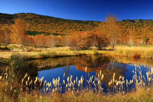 istock Hachimantai in autumn leaves 1441648836