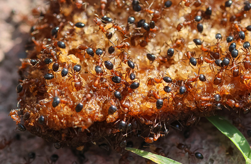 ants love potato