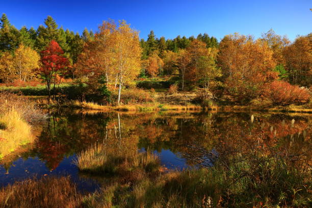 istock Hachimantai in autumn leaves 1441649451