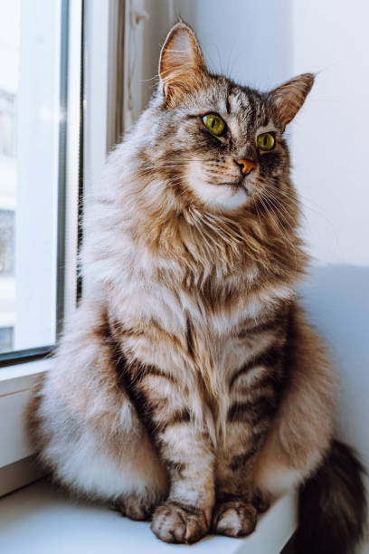istock Fluffy beautiful Maine Coon cat sits on windowsill 1441650051