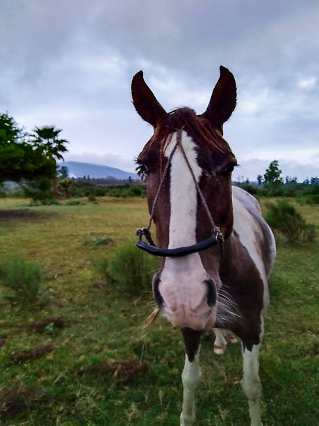 istock Horse at field, maldonado, uruguay 1441650103