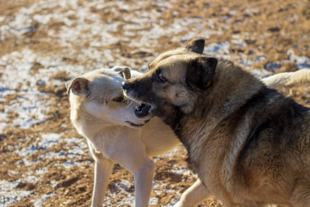 istock Two Dogs in the Yard 1441654811