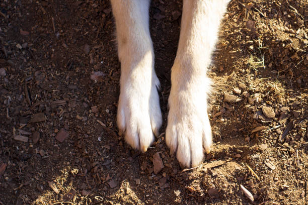 Dog's paws close-up standing on the ground