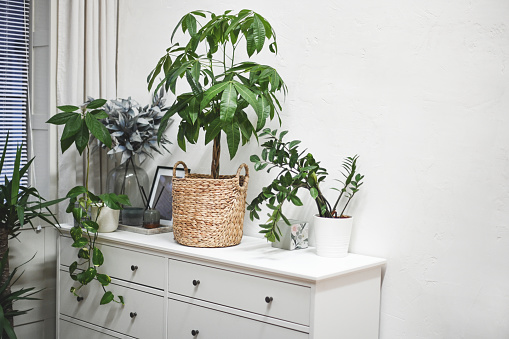 home interior with green home flowers and plants