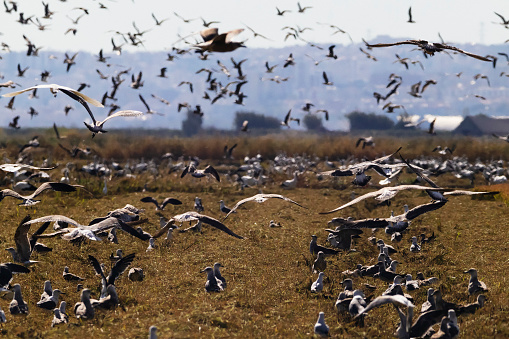 Photo of seagulls feeding at a rice field in the Ribatejo district.