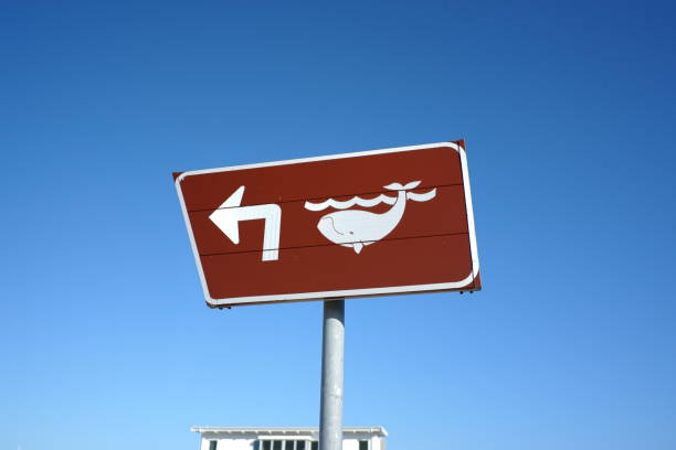 Whale watching sign in Hermanus Portrait of a whale watching sign in Hermanus, South Africa hermanus stock pictures, royalty-free photos & images