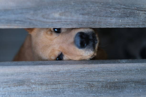 un chien derrière une clôture en bois. le museau du chien est rouge dans une fente de la haie. concentrez-vous sur les yeux. - poking nose in photos et images de collection