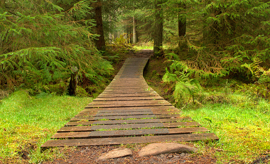 Standing at the beginning of the wooden bridge on the foorpath in the forest in Scotland in autumn colors