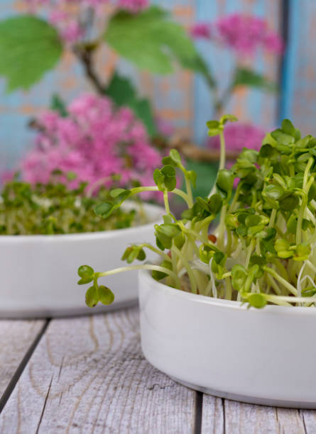 Sprouts, seedlings for healthy nutrition - radish stock photo