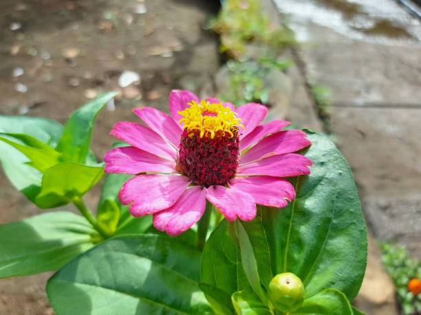 istock Flower of Common zinnia. 1441661032