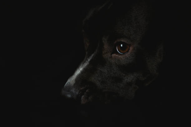 istock American pit bull terrier on dark background. Close up. 1441661034