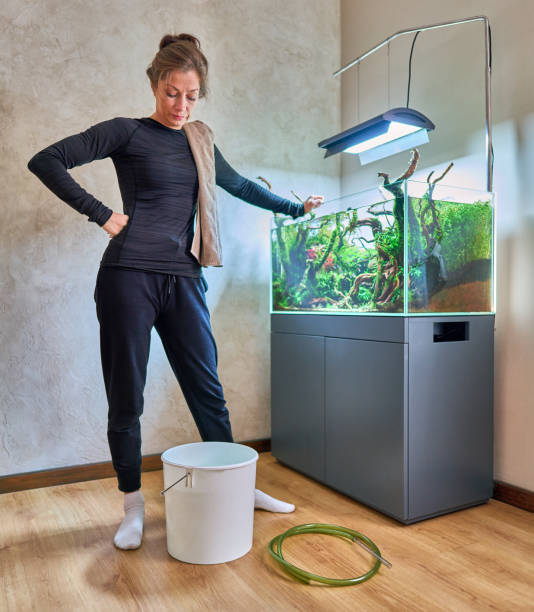 istock Woman changing water in aquarium 1441662595