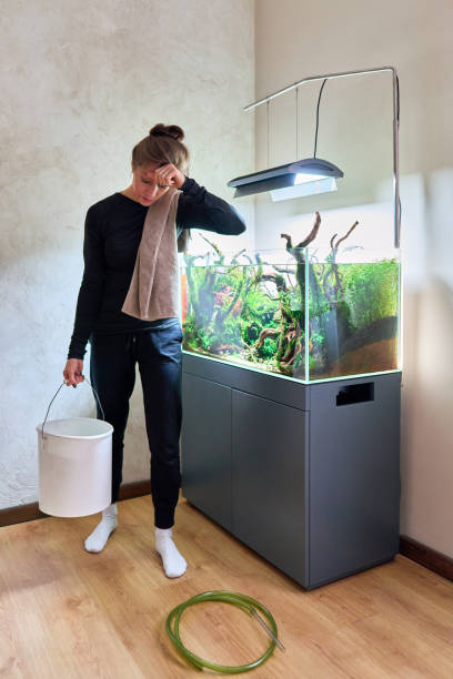 istock Woman changing water in aquarium 1441662634