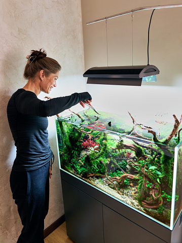 A beautiful smiling woman stands with scissors and looking into aquarium aquascape. Trimming concept.