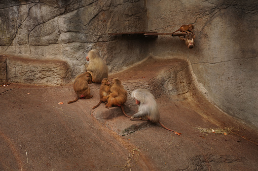 Hamadryad monkeys family are sitting on the stone, Singapore zoo. Male Patas Monkey patrolling his territory