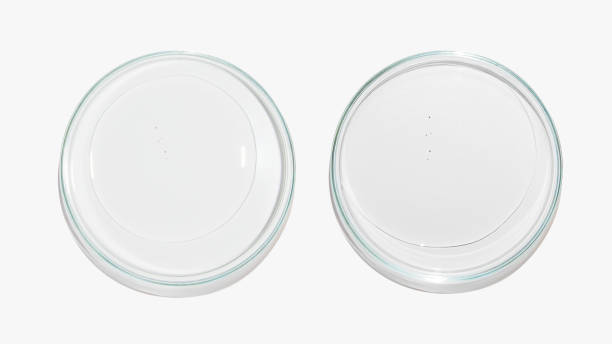 istock Petri dishes with clear liquid, gel, fluid texture. On a light background. Laboratory, research, cosmetology. 1441665611