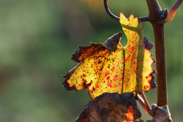 golden and red leaves during autumn