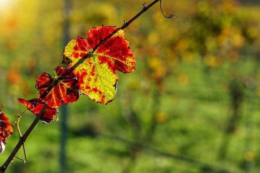 single autumn grape leaf on the vine weathered and worn