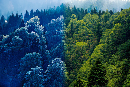 Change of seasons. There are two intense forests  in the winter season in blue colors the other in the spring season in green colors