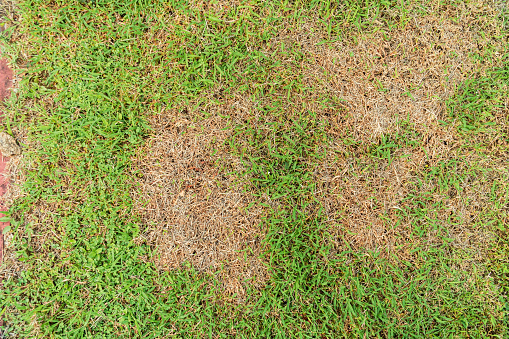 A patch is caused by the destruction of fungus Rhizoctonia Solani grass leaf change from green to dead brown in a circle lawn texture background dead dry grass. Dead grass of the nature background.