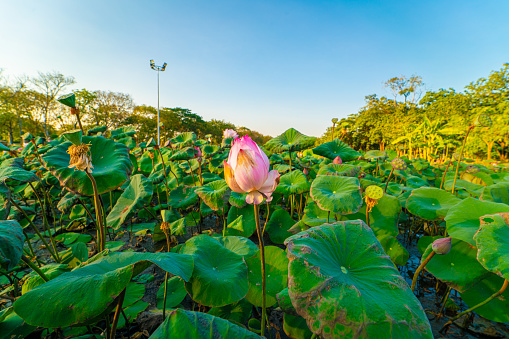 Beautiful lotus flower  in pond of city forest park sunset sky