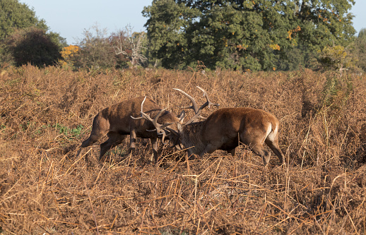 Two stags lock antlers whilst rutting