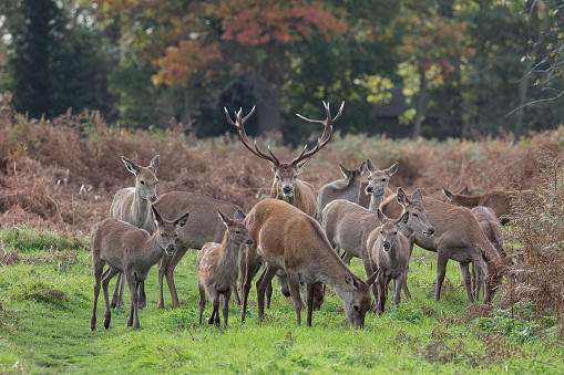Red deer hinds with a stag for company as they feed on grass