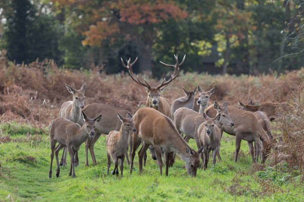 uma imagem cênica de veados vermelhos pastando na floresta - bushy park - fotografias e filmes do acervo