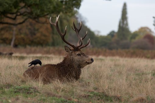 A Jackdaw sits on the back of a stag. Birds are often seen sitting on the backs etc of Deer and other larger animals which could be to feed off of ticks etc which are in the fur.