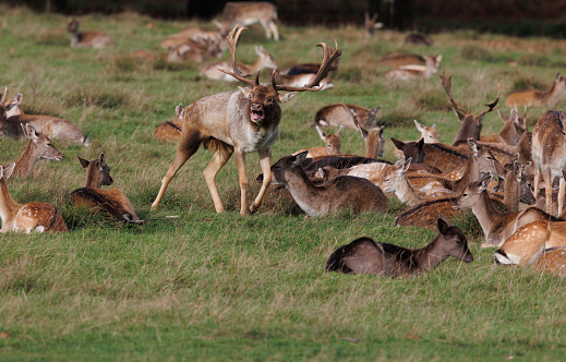 An image of a herd of Fallow deer